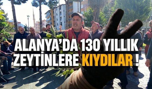 Alanya’da baltalar konuştu: 130 yıllık zeytinlere kıydılar!
