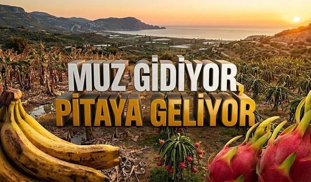 Alanya’da muz sökülüyor, altın meyve dikiliyor