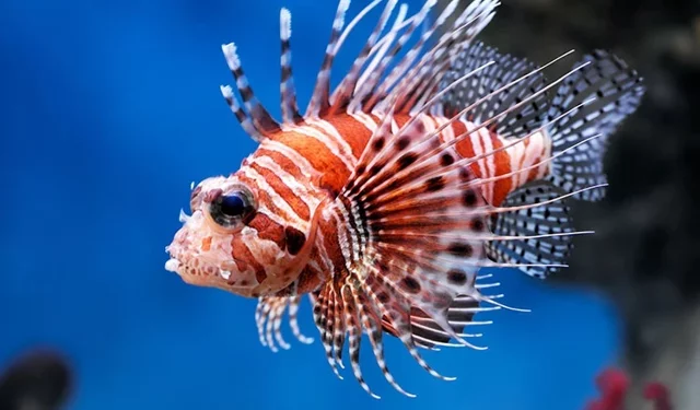 Antalya ve Alanya denizlerinde istilacı alarmı