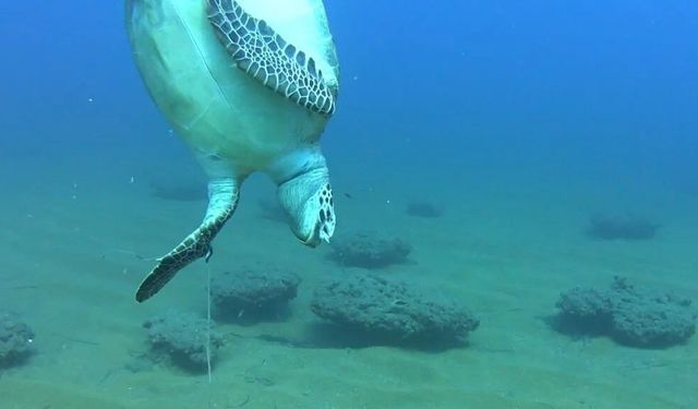 Alanya’nın dibinde misinaya dolanıp can verdi