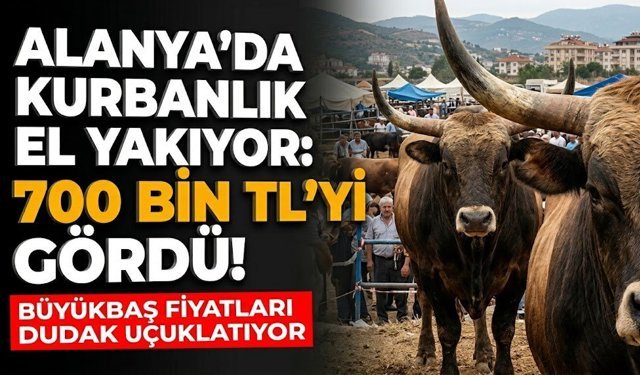 Alanya’da kurbanlık fiyatları el yakıyor: 700 bin TL’yi gördü!