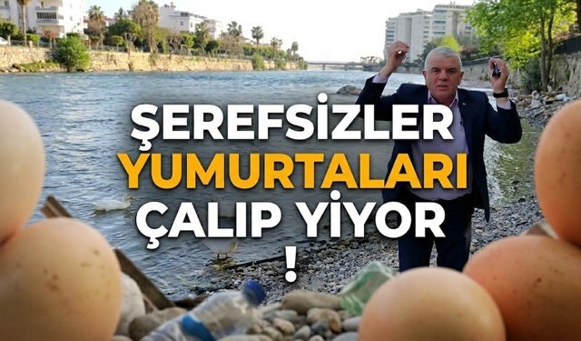 Alanya’da ördeklerin yumurtalarını mı yediler?