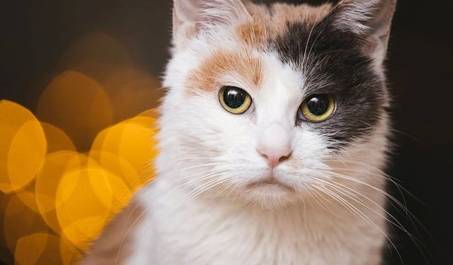 Alanya’da hayvan esareti: Mahalleli daireyi bastı!