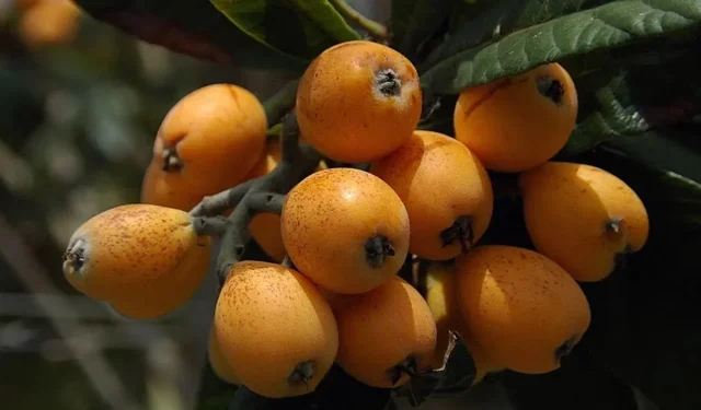 Alanya’da örtü altı üretimle ihracat kapıları açıldı