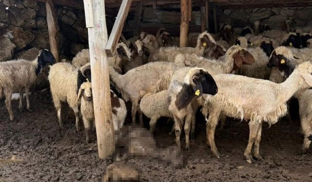 Mayıs soğuğu şok etti! Yaylalarda hayvanlar telef oldu
