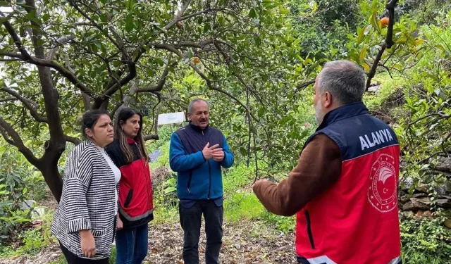 Alanya’daki bahçelerde her ağaç mercek altında