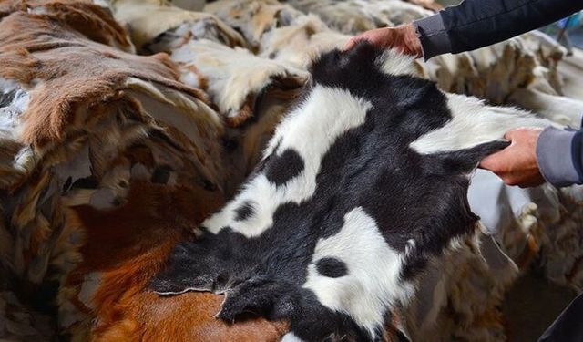 Alanya’da kurban derisi krizi: Milli servet çöpe mi gidiyor?