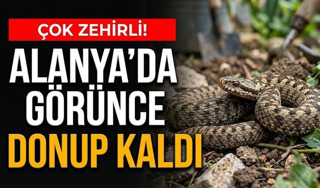 Çok zehirli! Alanya’da görünce donup kaldı