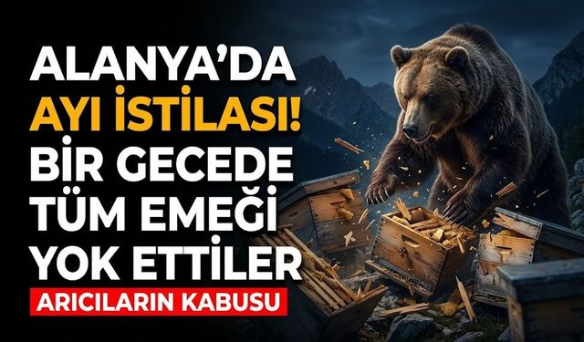 Alanya’da ayı istilası! Bir gecede tüm emeği yok ettiler