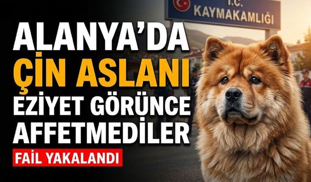 Alanya'da Çin Aslanı’na eziyet eden şahıs gözaltına alındı