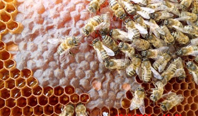 Alanya'da arıcılara sıkı takip: Sahada bilgilendirme ve kontrol