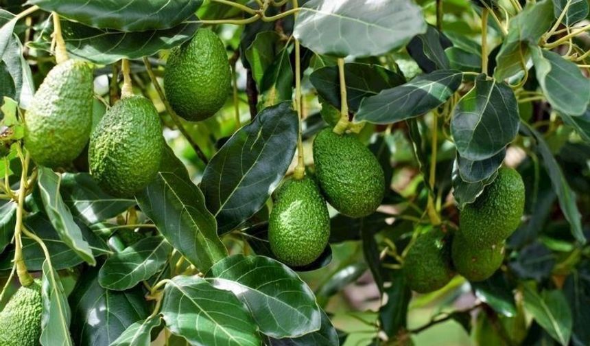Çok su harcanıyor! Alanya için avokado uyarısı