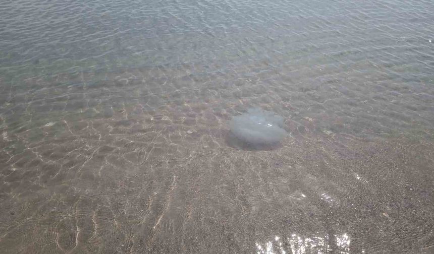 Tüm sahilleri etkileyebilir: Denizanası istilası sürüyor