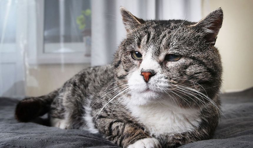 14 yaşındaki kedi, kadınları hastanelik etti
