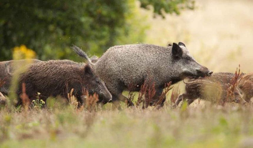 Yaban domuzları şehrin ortasına indi