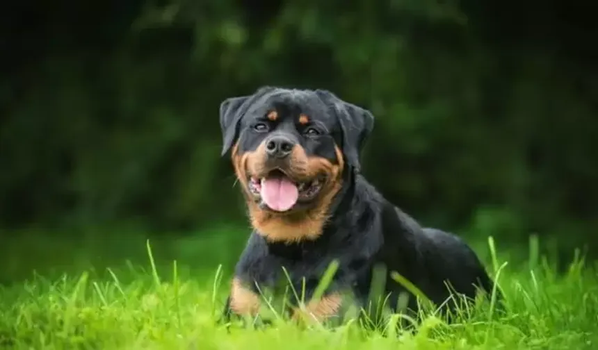 Antalya'da vahşi olay: Köpek ezilerek öldürüldü