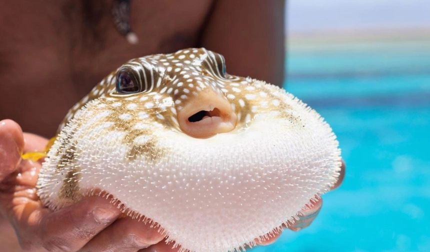 Alanya’da "Balon Balığı Projesi" yargıya taşındı