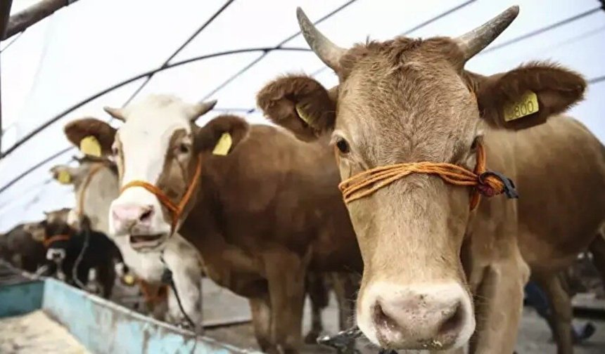 Alanya'da kurbanlık fiyatları belli oldu: Kilosu 510 TL!