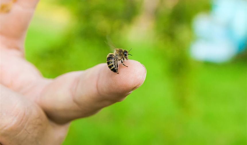 Alanya'da arı soktu, 20 yaşında can verdi