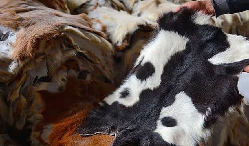 Alanya’da kurban derisi seferberliği: THK Türkiye’de ilk 13’te