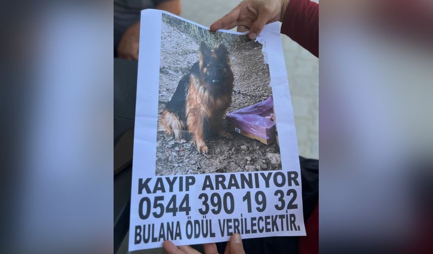 Alanya'da görürseniz şanslısınız, ödülünüz hazır