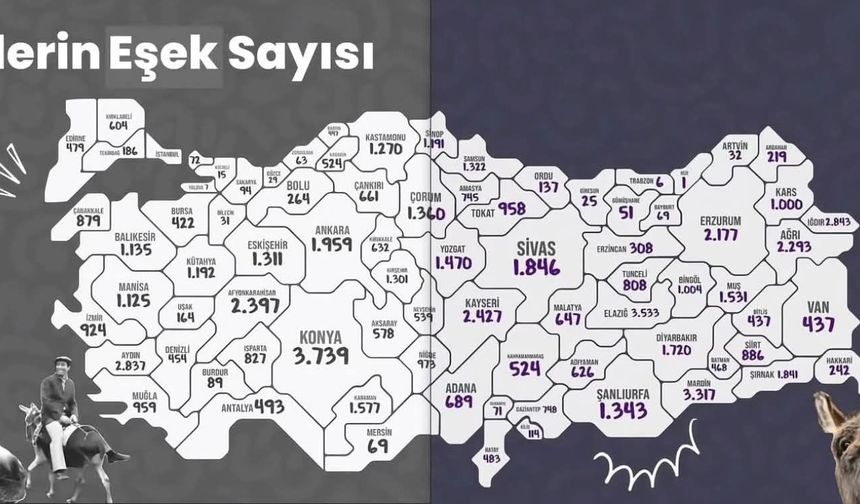 Antalya ve Alanya’da etkilendi! Eşek sayısı hızla azalıyor