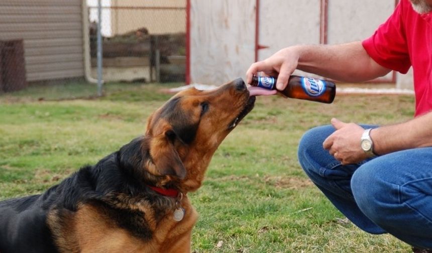 Alanya’da köpeğe alkol içiren personel kovuldu
