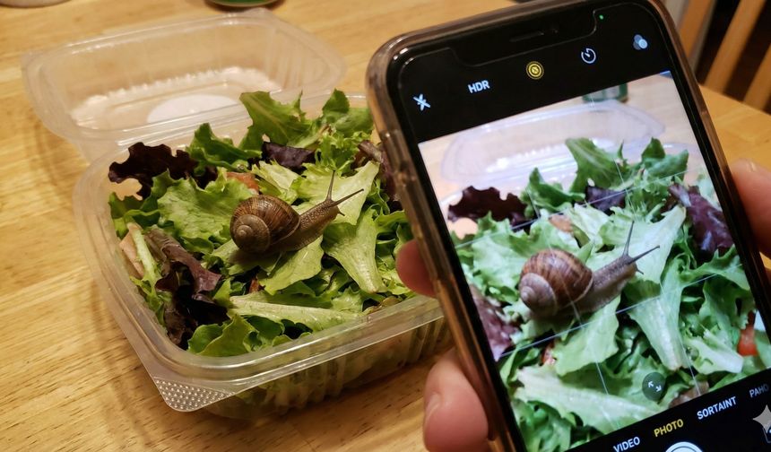 Sipariş ettiği salatadan canlı salyangoz çıktı!