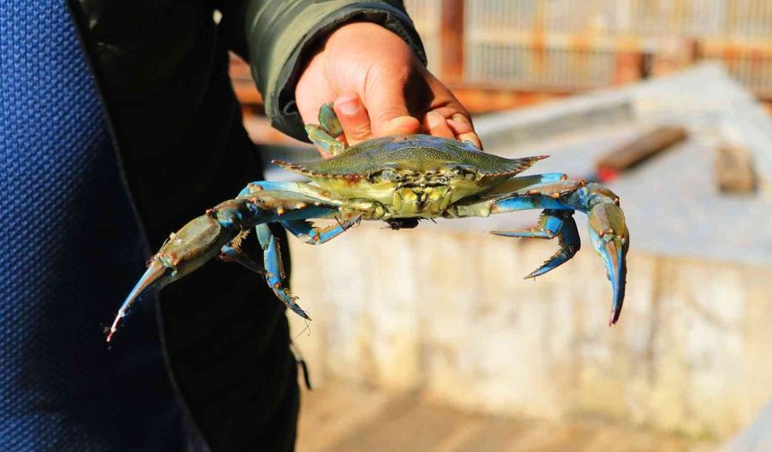 Tanesi 400 TL! Alanya’da nadir görülüyor, tek tek yakalandı