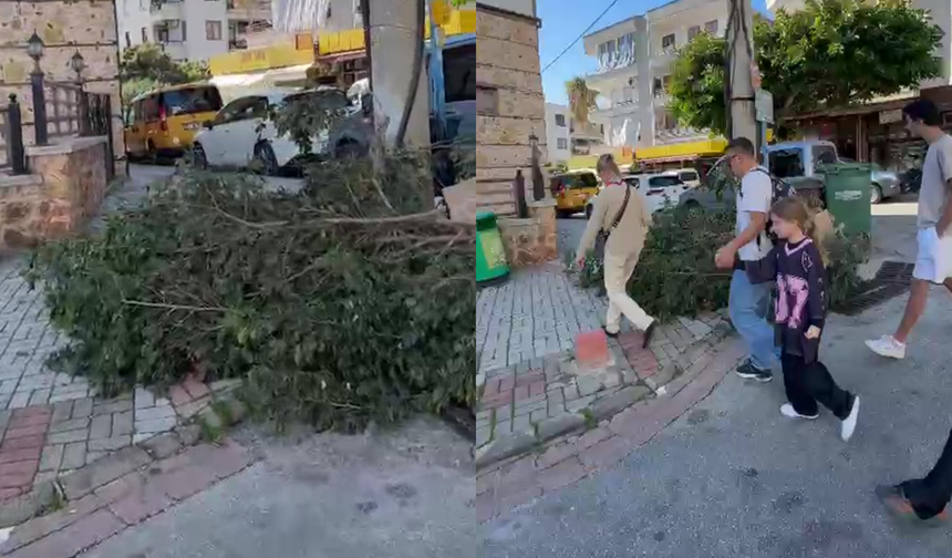 Alanya Belediyesi uyarıyor: Budama atıkları çöp değildir