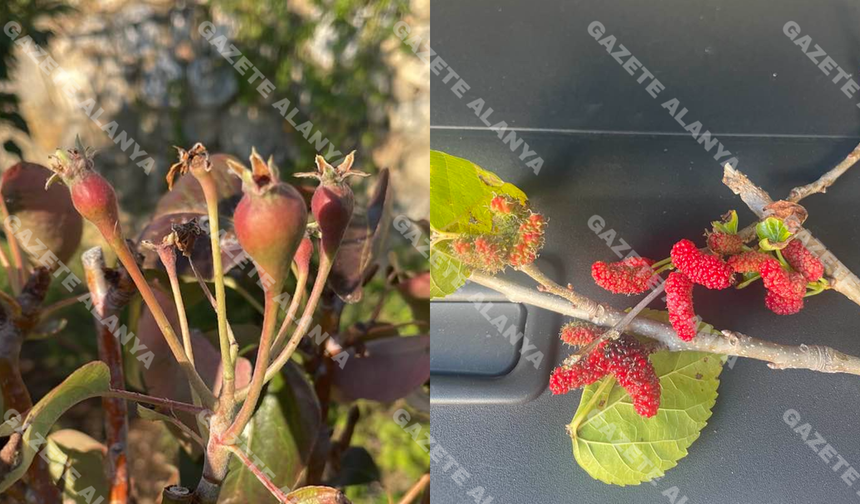 Alanya’da olacak iş değil! Olmaz denilen oldu: “Allah sonumuzu hayretsin!”