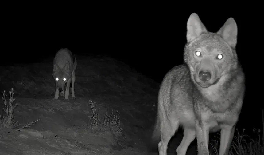 Kurt sürüsü indi, aman dikkat! Alanya’nın komşusunda sessiz avcılar