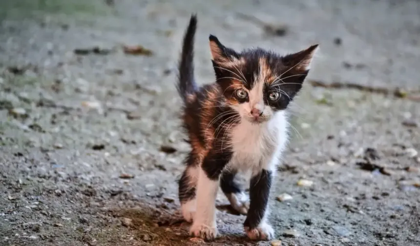 Oba’da rögar mesaisi: Minik kedi ekiplerce kurtarıldı