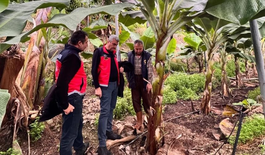 Alanya’nın sarı altınına sıkı markaj: Tek tek inceleniyor