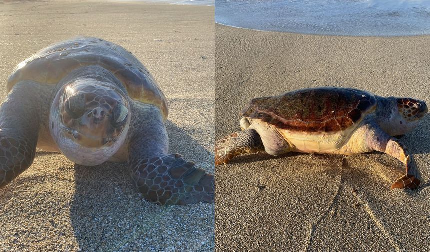 Alanya’da hüzünlü sabah! Kıyıda hareketsiz bulundu