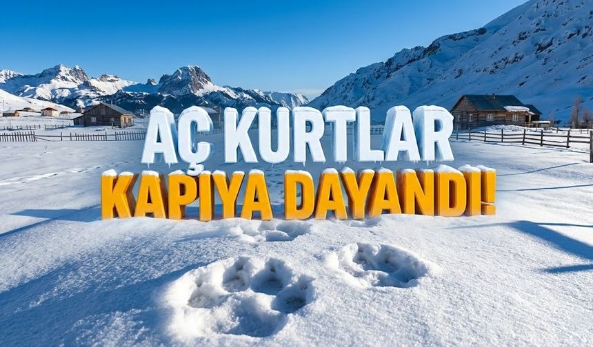 Alanya Gökbel’de panik: Aç kurtlar kapıya dayandı!