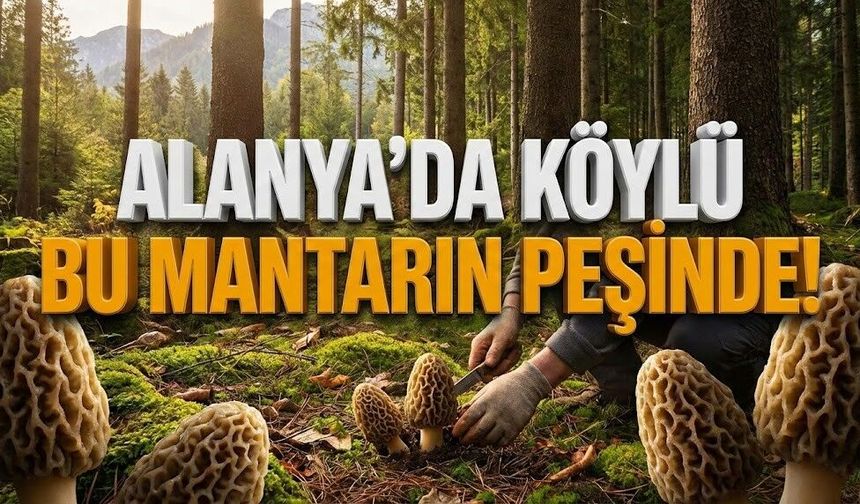 Alanya’da servet saklı: Köylü bu mantarın peşinde!