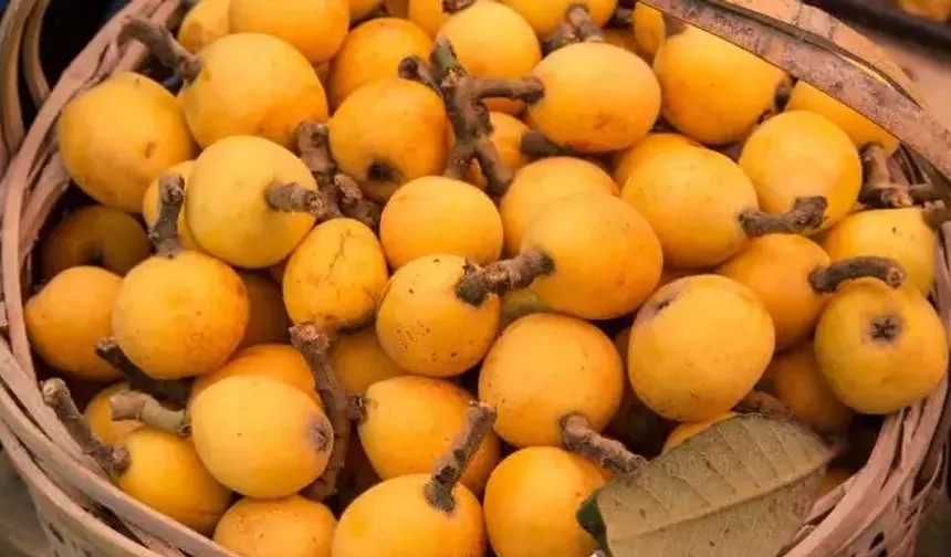 Alanya'da altın değerinde hasat: Kilosu 700 TL!