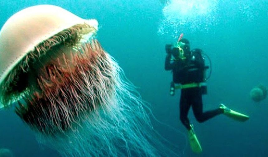 Alanya yolunda dev istila: Dokunan yandıkça yanıyor!