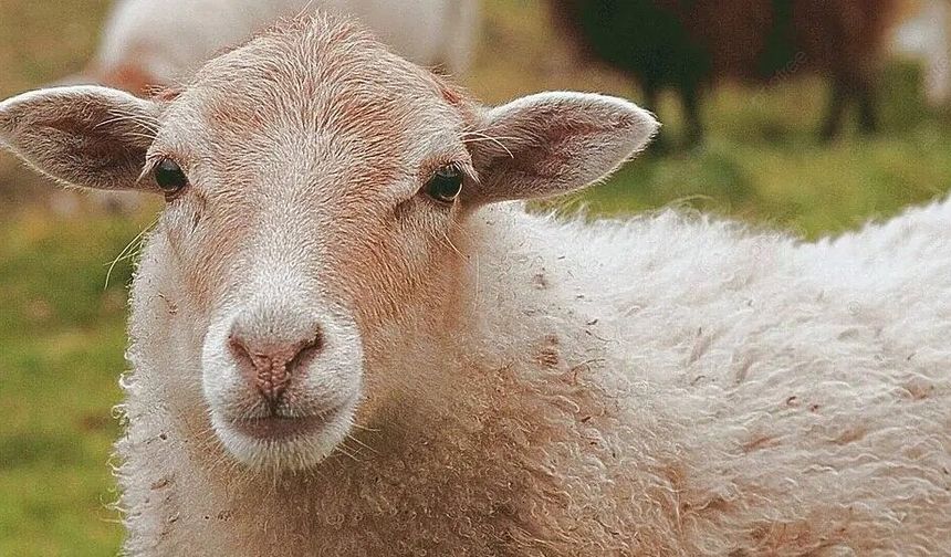 Alanya’da çamur rezaleti! Bir koyun saatlerce can çekişti