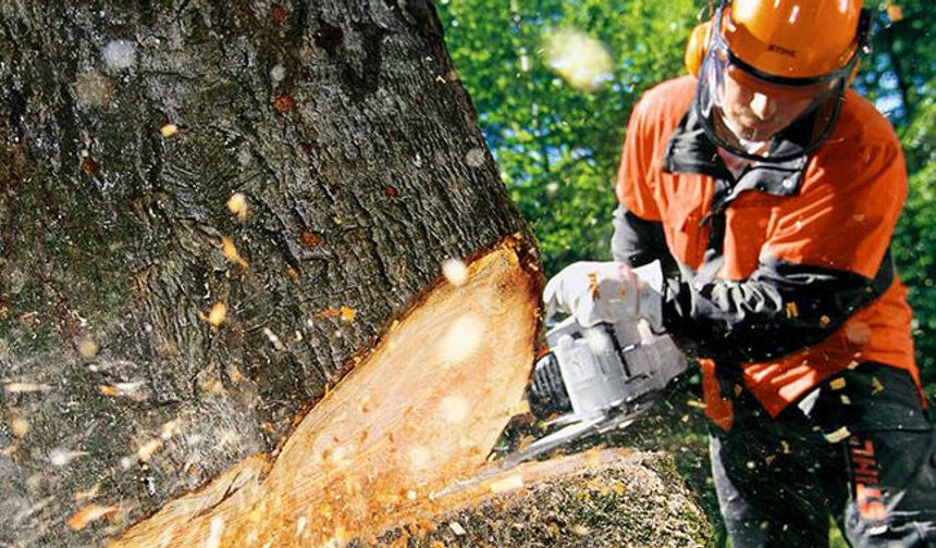 Alanya’da bahçe sahiplerine müjde: Orman arazisinde kesimler durdu!