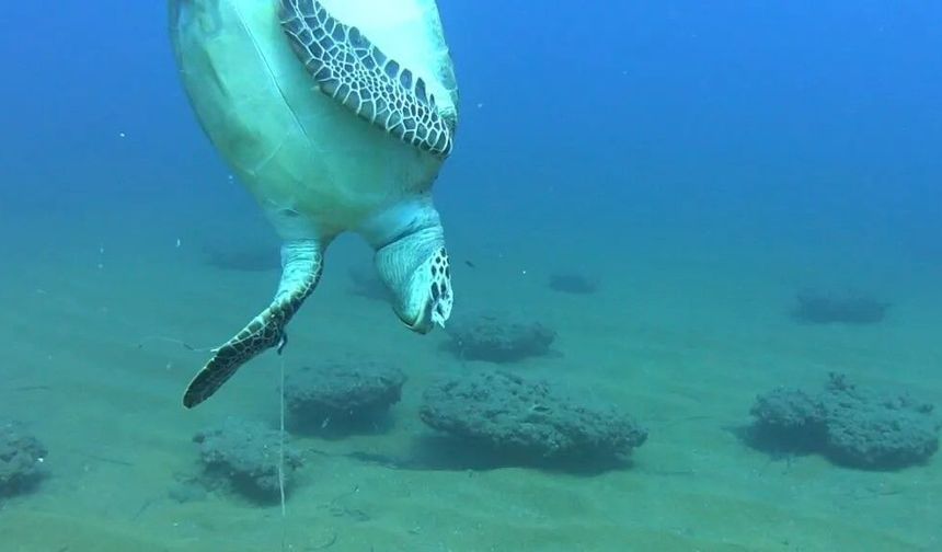Alanya’nın dibinde misinaya dolanıp can verdi
