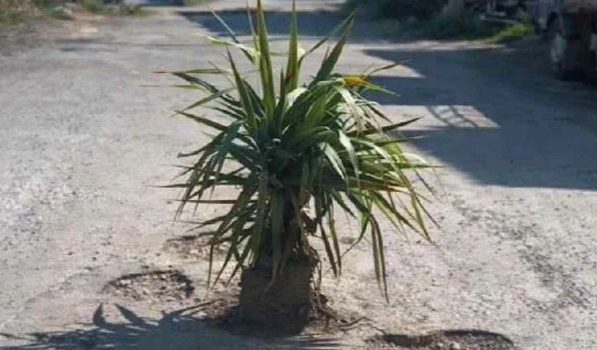 Asfalt meyve verecek! Alanya’da sürpriz manzara