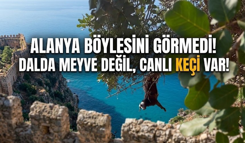 Alanya böylesini görmedi! Dalda meyve değil, canlı keçi var!