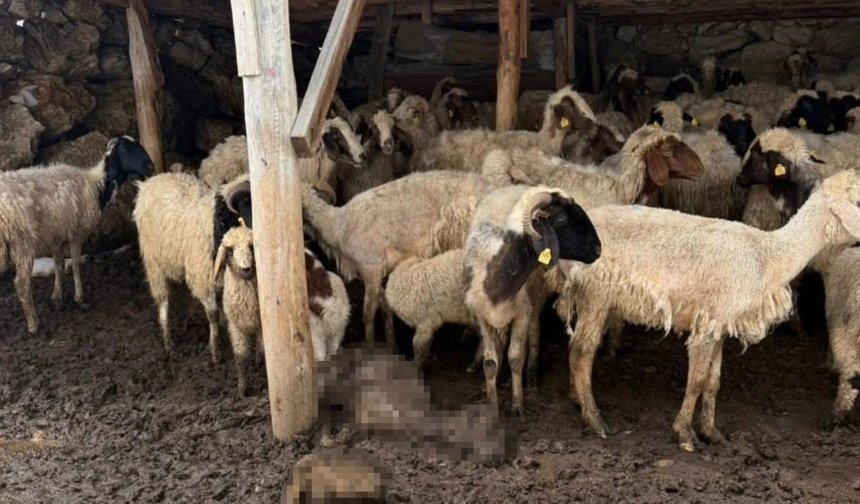 Mayıs soğuğu şok etti! Yaylalarda hayvanlar telef oldu