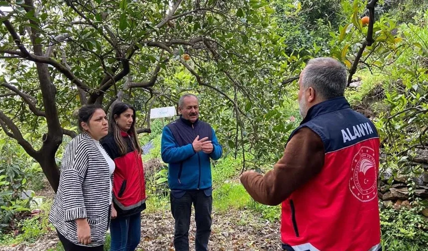 Alanya’daki bahçelerde her ağaç mercek altında