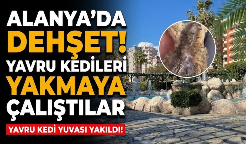 Alanya’da dehşet! Yavru kedileri yakmaya çalıştılar