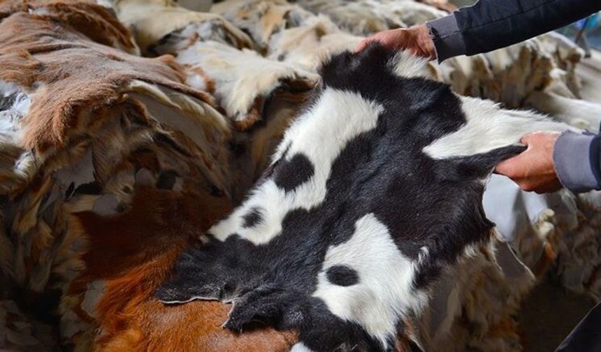 Alanya’da kurban derisi krizi: Milli servet çöpe mi gidiyor?