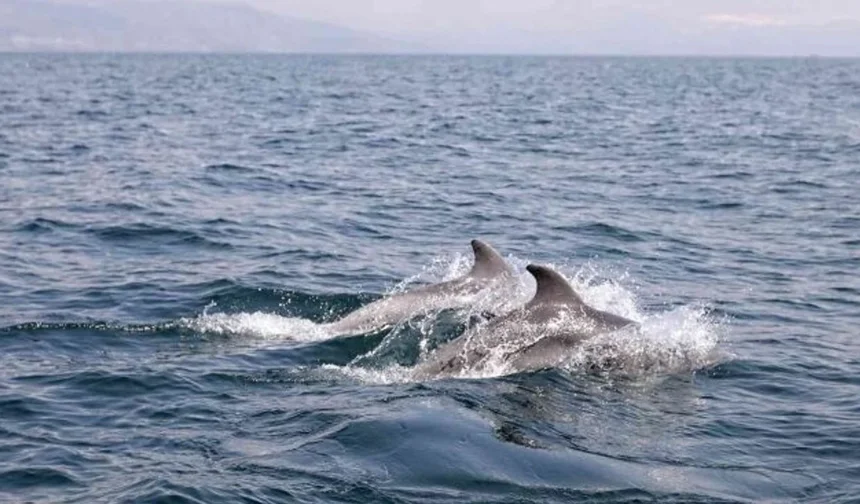 Alanya Kalesi önünde dans: Yunuslardan tekne turuna eşlik