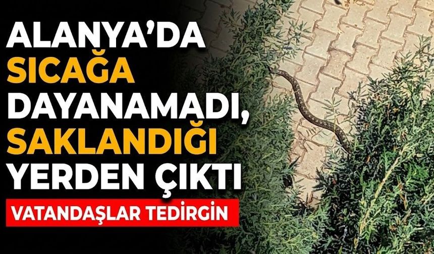 Alanya’da sıcağa dayanamadı, saklandığı yerden çıktı